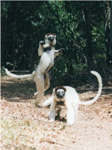 chasing fruits lemurs